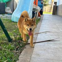 Cucciola di razza Shiba inu 4 mesi