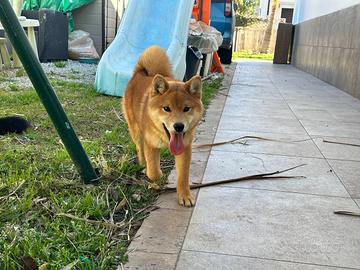Cucciola di razza Shiba inu 4 mesi
