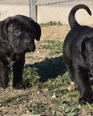 cuccioli cane corso 