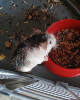 Criceto