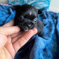 Chihuahua nero lucido maschio
