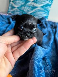 Chihuahua nero lucido maschio