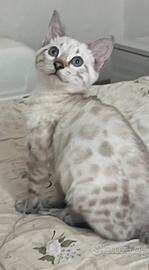 Cuccioli pura razza gatto bengala 