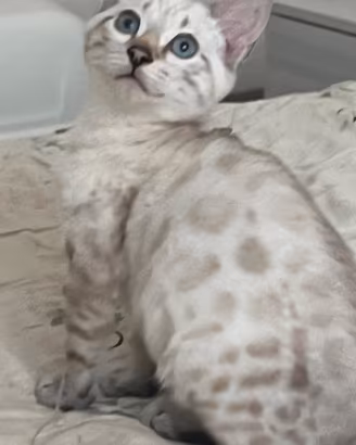 Cuccioli pura razza gatto bengala 