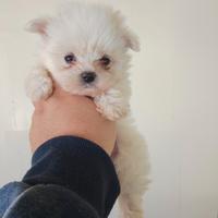 Maltese mini Toy coreano