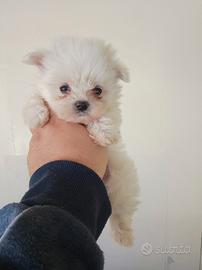 Maltese mini Toy coreano
