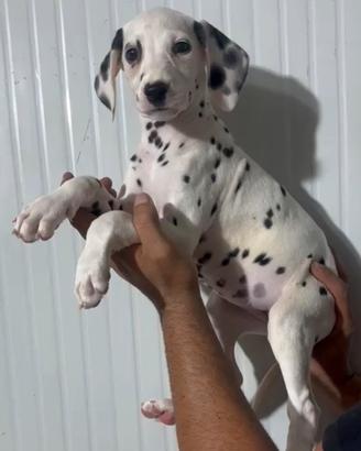 Cucciolo dalmata