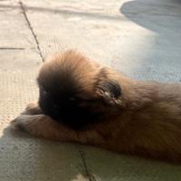 Cuccioli pechinesi di un mese e mezzo