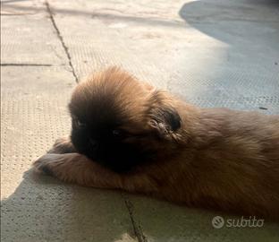 Cuccioli pechinesi di un mese e mezzo