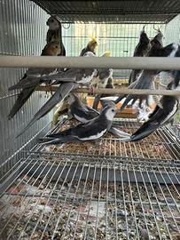 Calopsite pappagalli in molte mutazioni