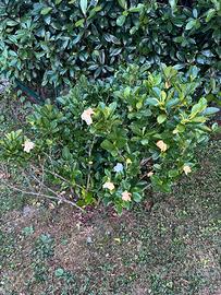 Magnolia