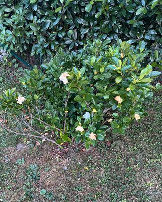 Magnolia
