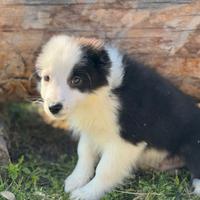 Border collie