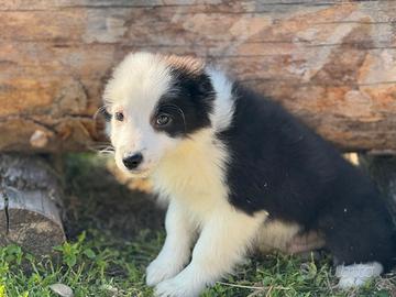 Border collie