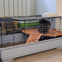 Coniglio ariete 7 mesi