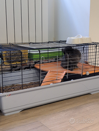 Coniglio ariete 7 mesi