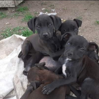 Cuccioli Amstaff/ Labrador