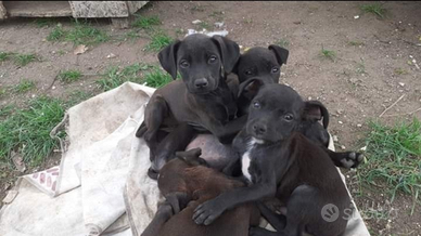 Cuccioli Amstaff/ Labrador