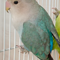 Pappagalli