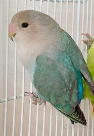 Pappagalli