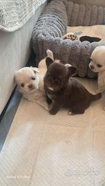 Cuccioli di Chihuahua