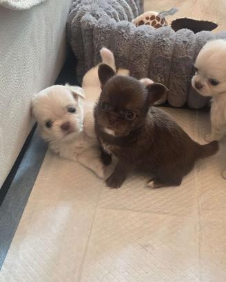 Cuccioli di Chihuahua