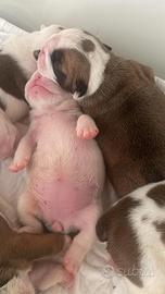 Bulldog inglese cuccioli