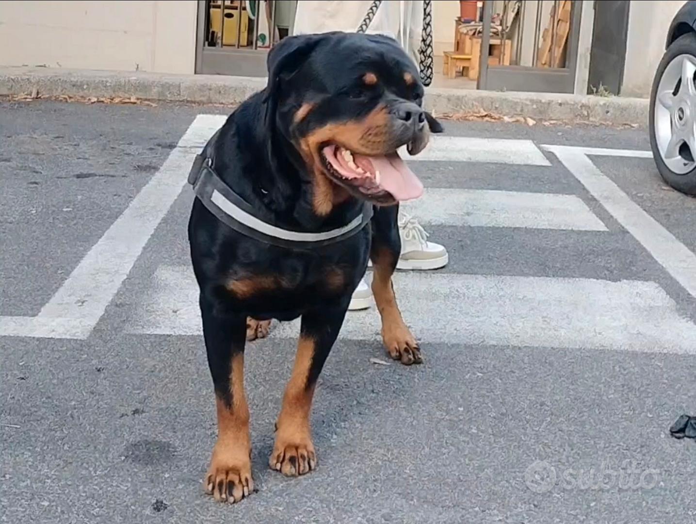 Rottweiler femmina - Animali In regalo a Roma