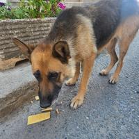 Kim pastore tedesco 10 anni vive per strada