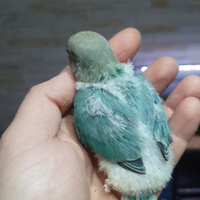 Inseparabili Roseicollis da imbecco azzurri