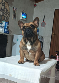 Bouledogue francese LEGGERE ARTICOLO CUCCIOLATA EC