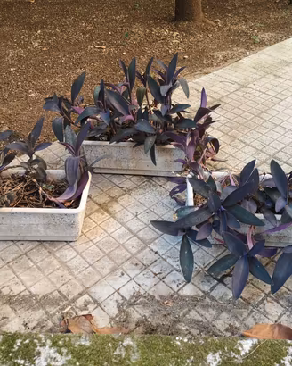Tre piante in vasi di plastica bianchi