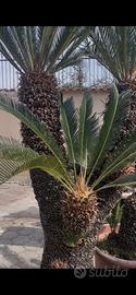 Pianta cycas maschio