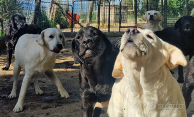 Labrador Retriever FEMMINE