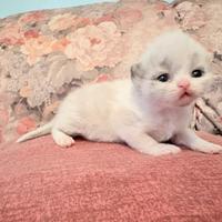 Cuccioli di gatto persiano