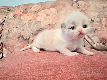 Cuccioli di gatto persiano