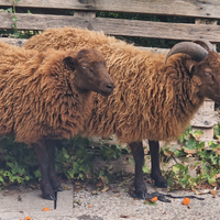 Montone nano di oussant