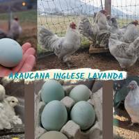 Araucana inglese lavanda