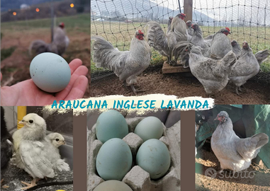 Araucana inglese lavanda