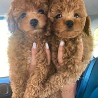 Barboncini toy originali