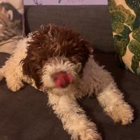 Cucciolo lagotto romagnolo con pedigree