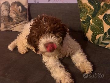 Cucciolo lagotto romagnolo con pedigree