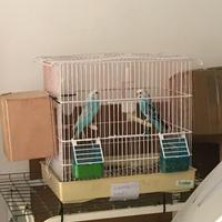 Cocoriti