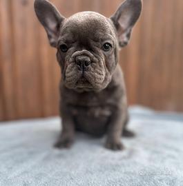 Bulldog francesi blu tan merle