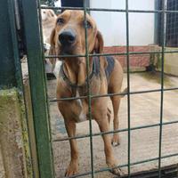 Segugio italiano in adozione