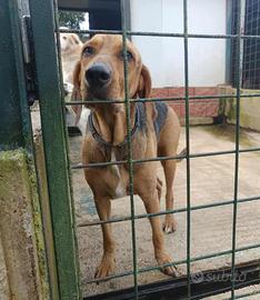 Segugio italiano in adozione