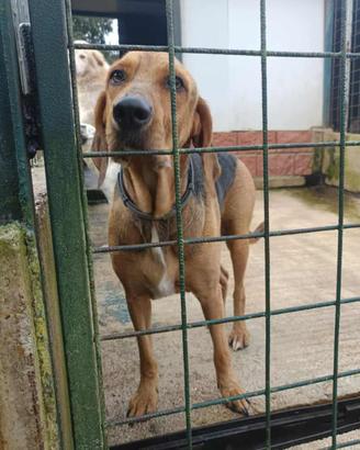 Segugio italiano in adozione