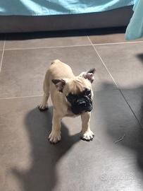 Bulldog francese fulvio