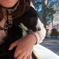 Gratis Cucciolo cane corso e pastore maremmano