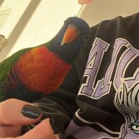 Lorichetto Arcobaleno + Voliera e accessori